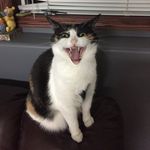 Sheri Meyer - @sheri16 - Instagram