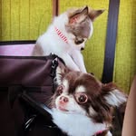 sacco - @sacco_sherinoel - Instagram