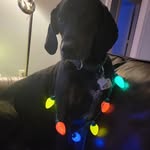 Sheri Fuzia Welsh - @fozziebearpt - Instagram