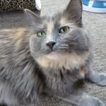 Sheri Wicker - @sjwcats - Instagram