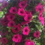 Sheri Williamson - @sheri_jo_will - Instagram