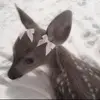 SheriWilliamson - @louiezectcv - TikTok