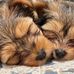 Sherie Mitchell - Facebook