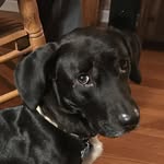 Sherman - @sherman_bear - Instagram