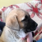 Sherman Bear Joyce - @sherman_the_tank_01 - Instagram