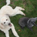 Sherman & Hudson - @sherman.and.hudson - Instagram