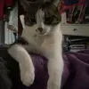 sherman_the_cat - @sherman_morrison - TikTok