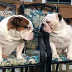Sherman & Porter - @shermandpoots - Instagram