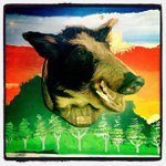 Sherman Wallace - @guanosium - Instagram