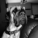 wallace'sshermantank - @wallaces_sherman_tank - Instagram