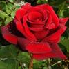 Sheron_Thomas - @Sheron_Thomas - TikTok