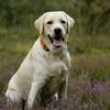 Sherri Camp - @dog_lover744 - TikTok