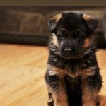 Sherri Campbell - @sherricampbellgemlinegsd - Instagram