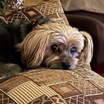 Sherri Dowd - @sherrianndowd68 - Instagram