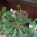 Shari Eitel - Facebook
