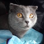 Шотландка Шерри - @sherri_ferry - Instagram