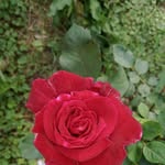 Sherry Flint - @sflint0828 - Instagram