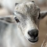 Sherri Grant - @grants_glen - Instagram