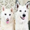 Sherri Hedges - @dogtales73 - TikTok