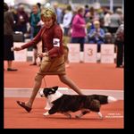 Sherri Hurst - @xivkaratk9s - Instagram