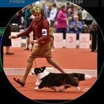 Sherri Hurst - @xivkaratk9s12 - Instagram