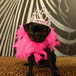 Sheri Kaplan - @kaplanskritters - Instagram