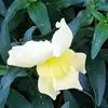 sherrilaurent - @sherrilaurent - TikTok