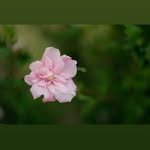 Sherri Littrell - @rose_junkie_farm - Instagram