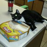 Sherri Maxwell Capobianco - @ilandgypsy - Instagram