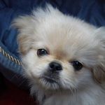Sherry O'Keefe-Chagaris - @1disneymom - Instagram