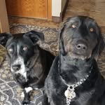 Sherri Olson - @black_dogs_for_fun - Instagram