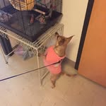 Sherry Siebert - @mikkasiebert1015 - Instagram