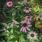 Sherri Stevens Skupa - @stevensskupa - Instagram