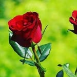 sherri vlastuin - @rosehoooks - Instagram