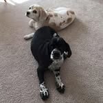 Sherrie Brooks - @sherrbearnv - Instagram