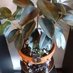 Sherrie Case - @sherrie.case2015 - Instagram