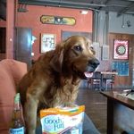 Sherry Farley - @pawsgonewild12 - Instagram