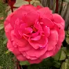 Sherrie Harmon - @sharmon.sharmon - TikTok
