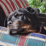 Sherrie Wright - @rebear73 - Instagram