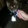 doggy mom - @sherrillemiller - TikTok