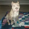 S & A BULLIES (Affordable UKC) - @sherrodsmith829 - TikTok