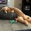 All About Annie - @sherry.angel3 - TikTok