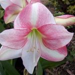 Sherry Asher - @lanzer52 - Instagram