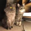 Sherry.Bluemchen - @sherry.bluemchen - TikTok