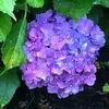 sherrybohl780 - @sherrybohl780 - TikTok
