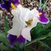 Sherry Calloway - Facebook