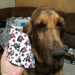 Sherry Clark - @sherrysk9creations - Instagram