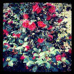 @coker_sherry - Instagram