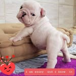 Sherry Cramer - @gizamo1958 - Instagram