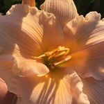 Sherry Curtis - @sherrycurtis4700 - Instagram